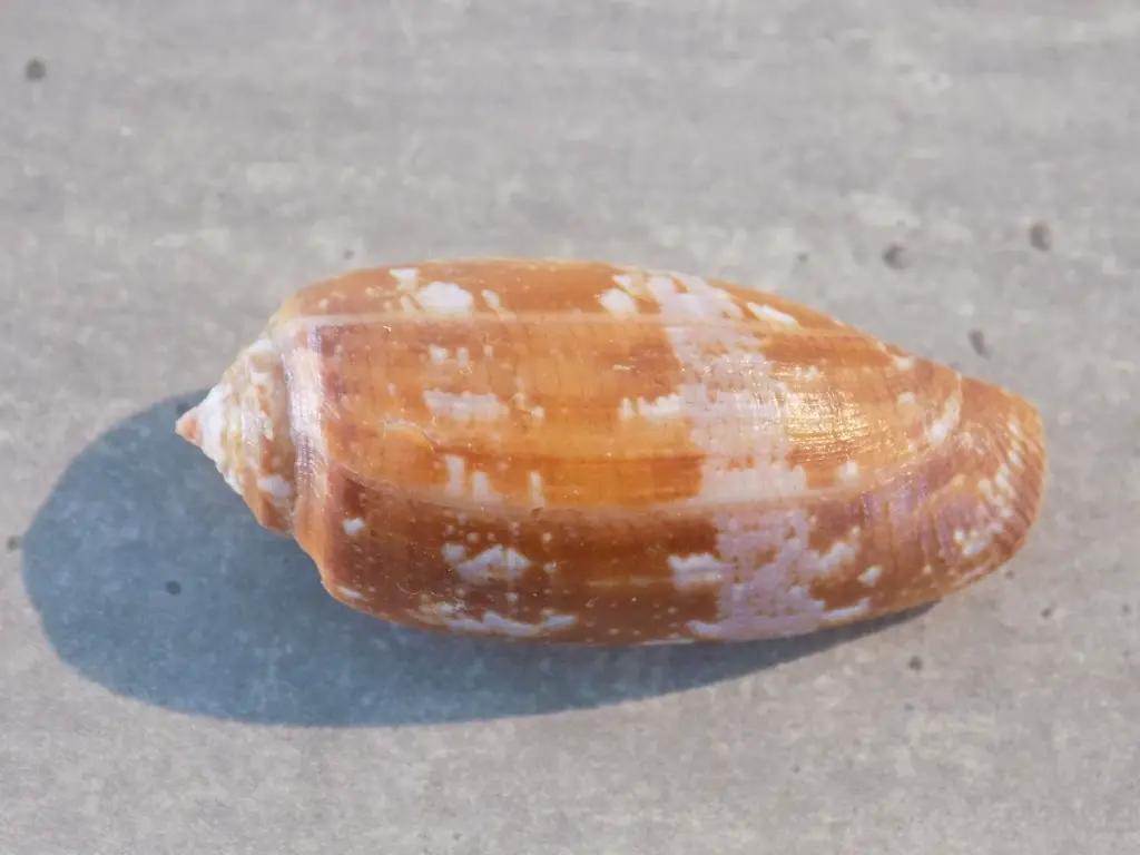 DSCN0431.webp