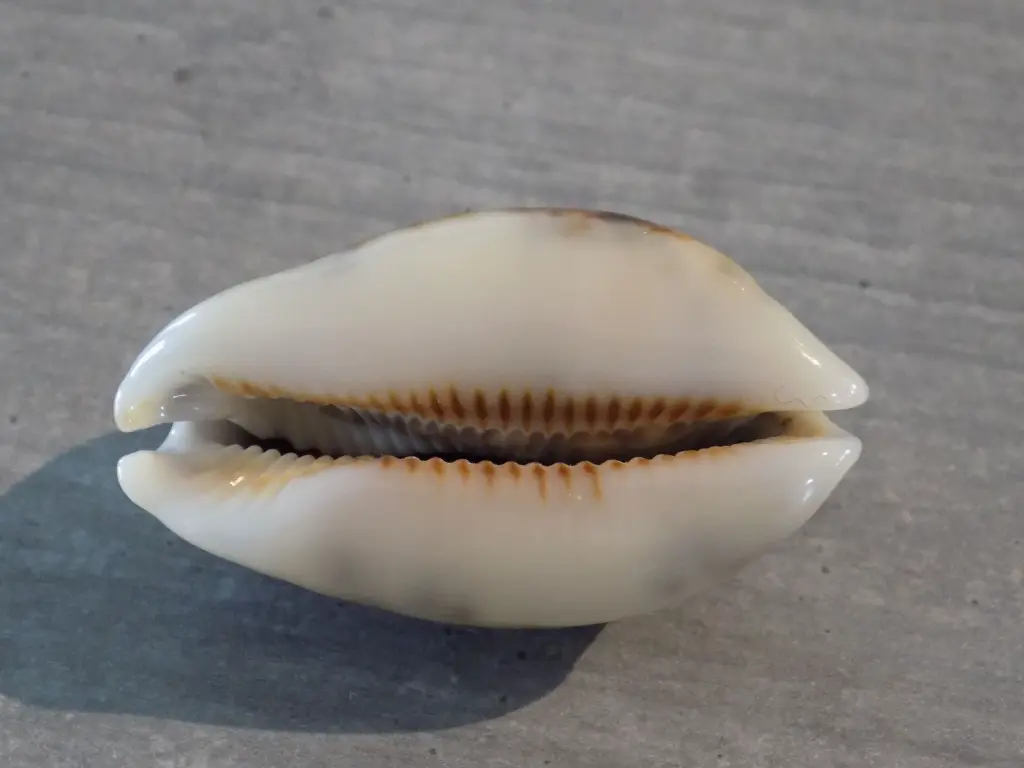 DSCN0465.webp