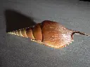 DSCN0558.webp
