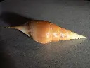 DSCN0559.webp