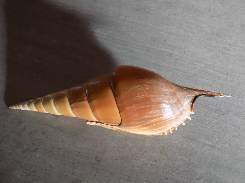 DSCN0561.webp