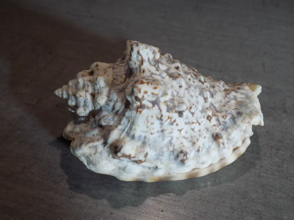 DSCN0570.webp