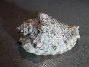 DSCN0570.webp