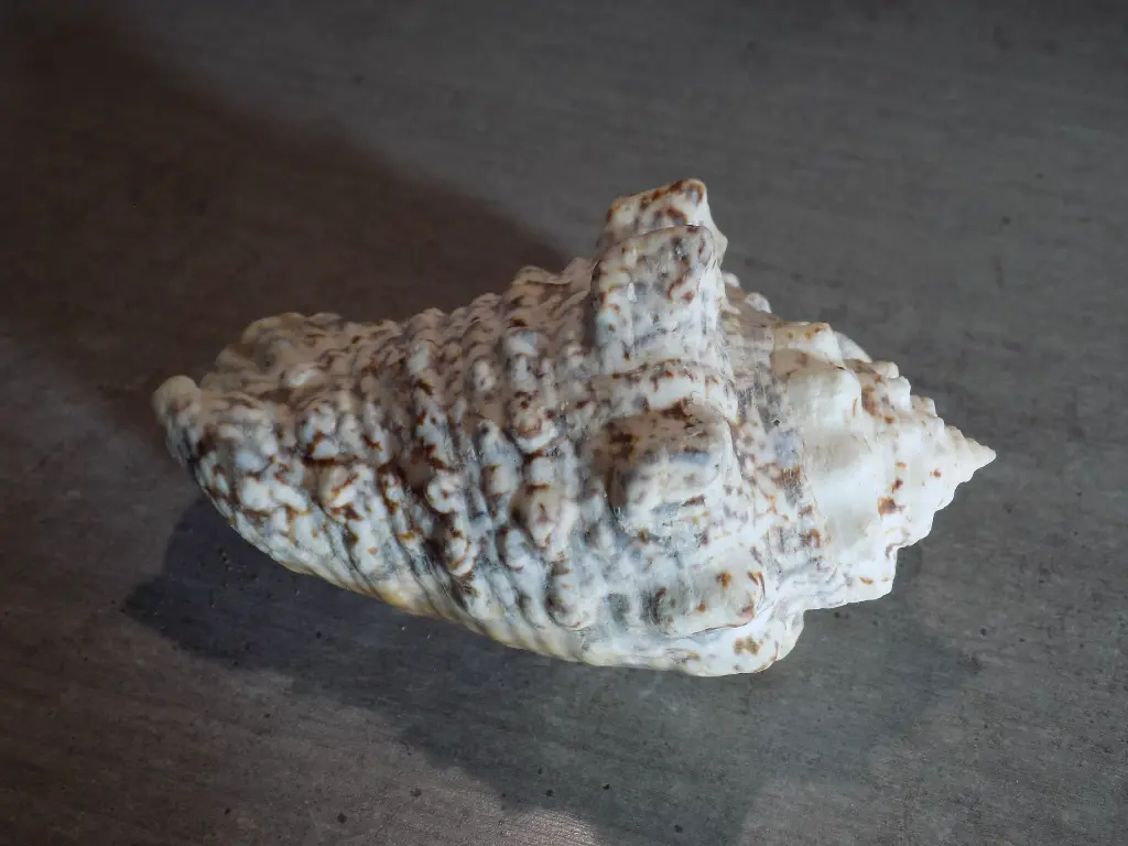 DSCN0571.webp