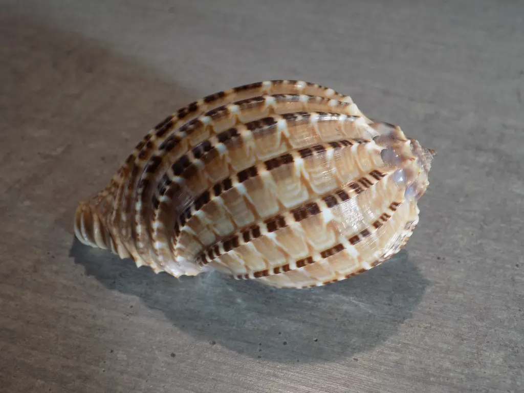 DSCN0575.webp