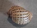 DSCN0577.webp
