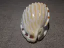 DSCN0584.webp