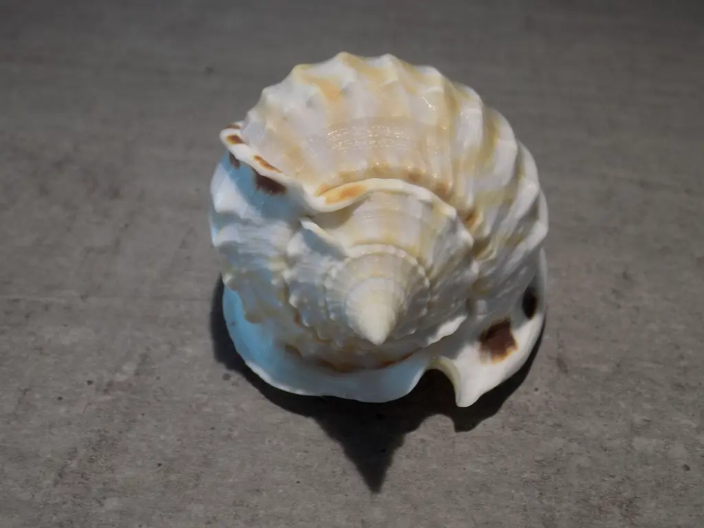 DSCN0585.webp