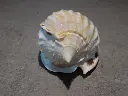 DSCN0585.webp