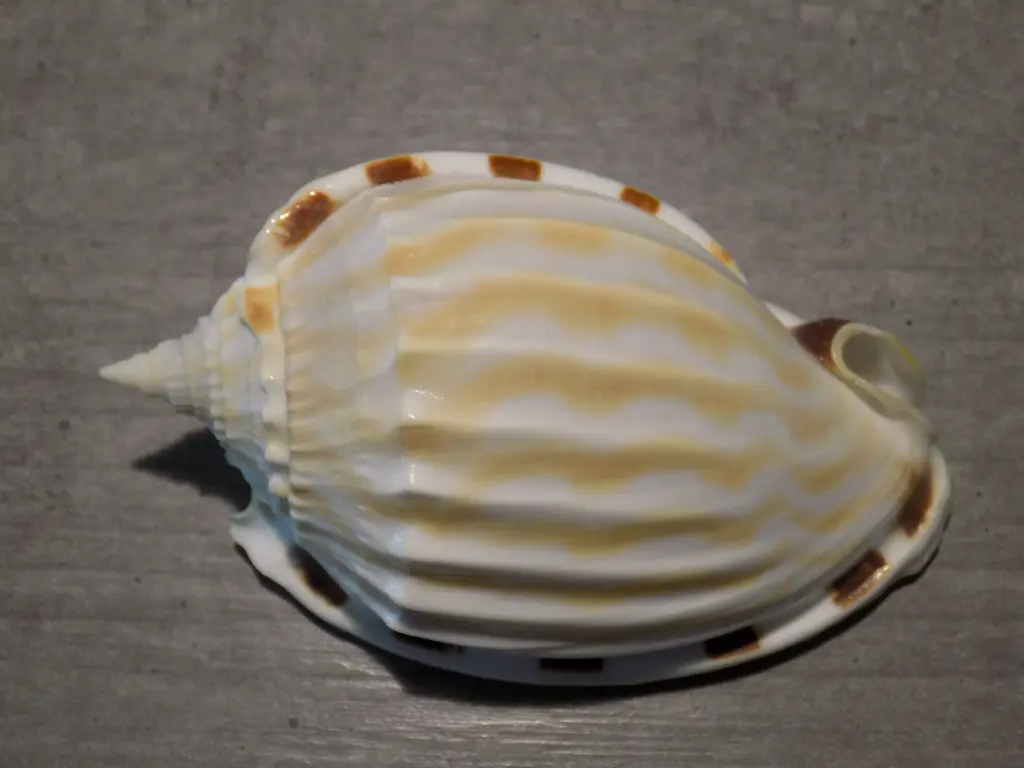 DSCN0587.webp
