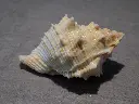 DSCN0593.webp