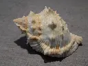 DSCN0594.webp