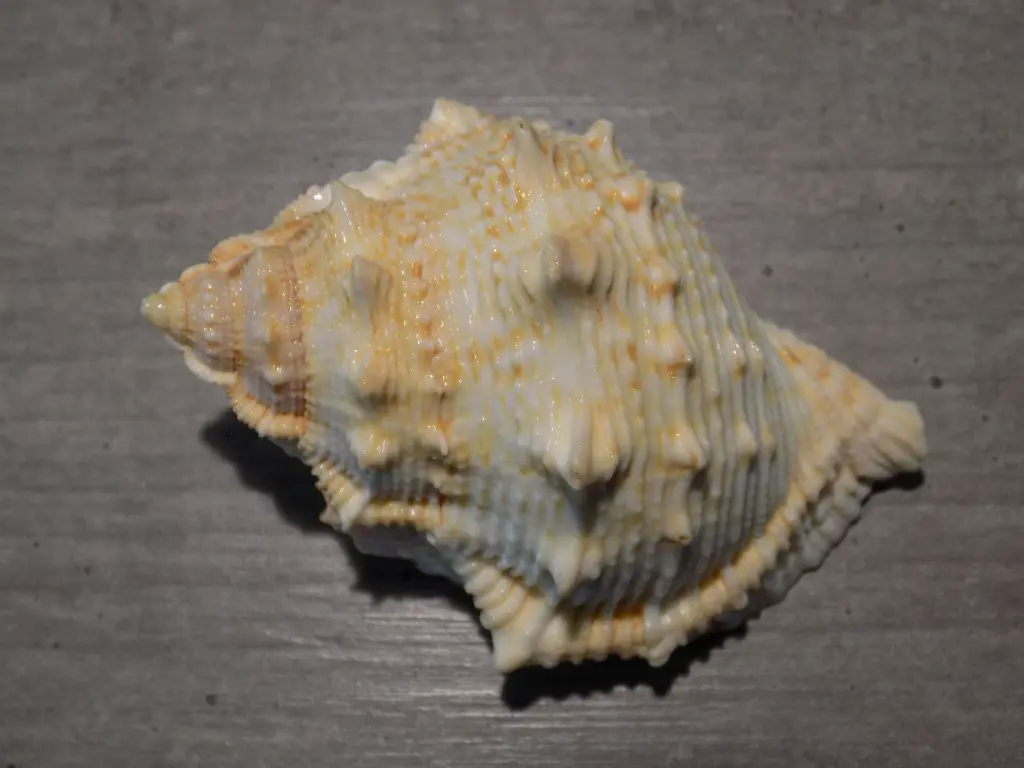 DSCN0595.webp