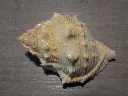 DSCN0595.webp