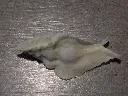DSCN0603.webp