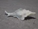 DSCN0605.webp
