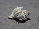 DSCN0609.webp