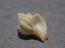 DSCN0615.webp