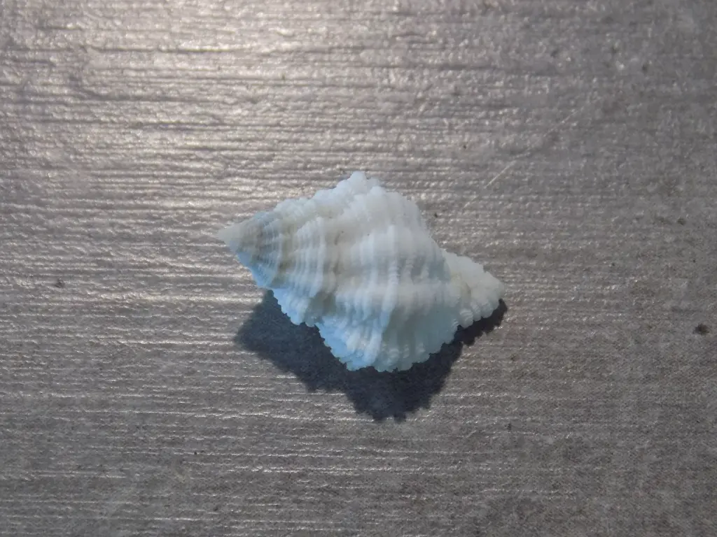 DSCN0691.webp