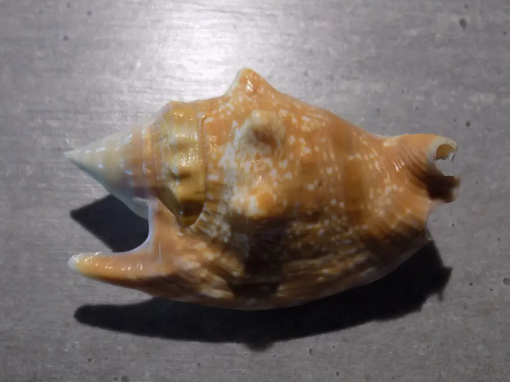DSCN0642.webp