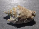 DSCN0646.webp