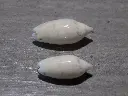 DSCN0652.webp