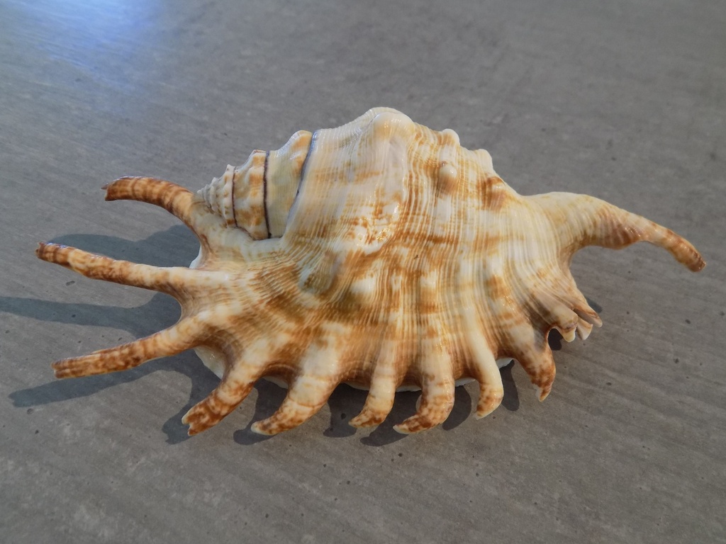 STROMBIDAE LAMBIS MILLEPEDA
