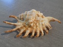 STROMBIDAE LAMBIS MILLEPEDA
