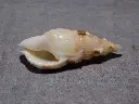 DSCN0661.webp