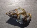 DSCN0666.webp