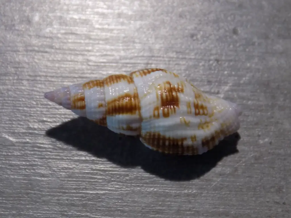 DSCN0674.webp