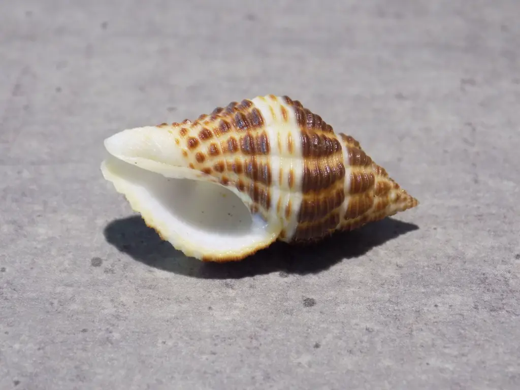 DSCN0669.webp