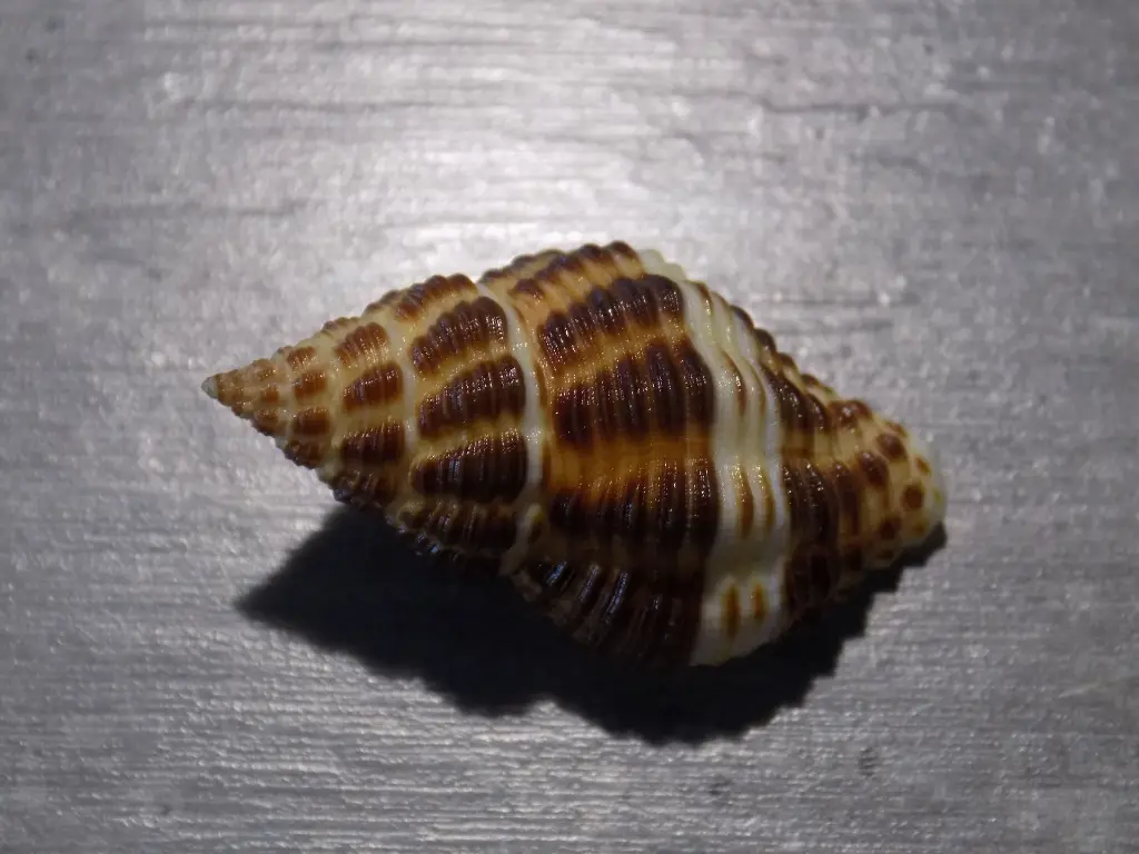 DSCN0670.webp