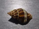 DSCN0670.webp