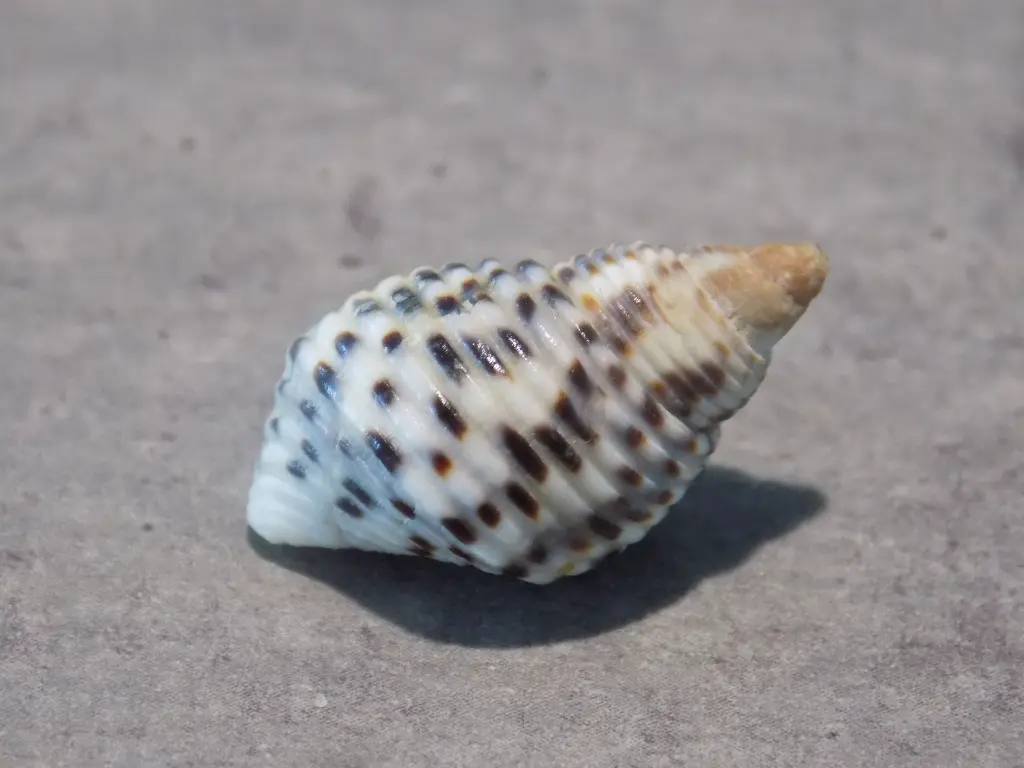 DSCN0684.webp