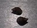 DSCN0682.webp
