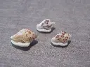 DSCN0694.webp