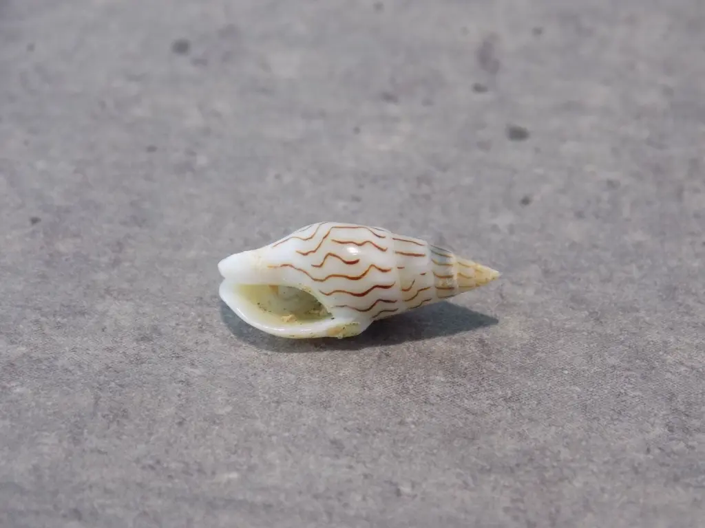 DSCN0699.webp