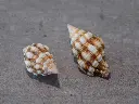 DSCN0716.webp