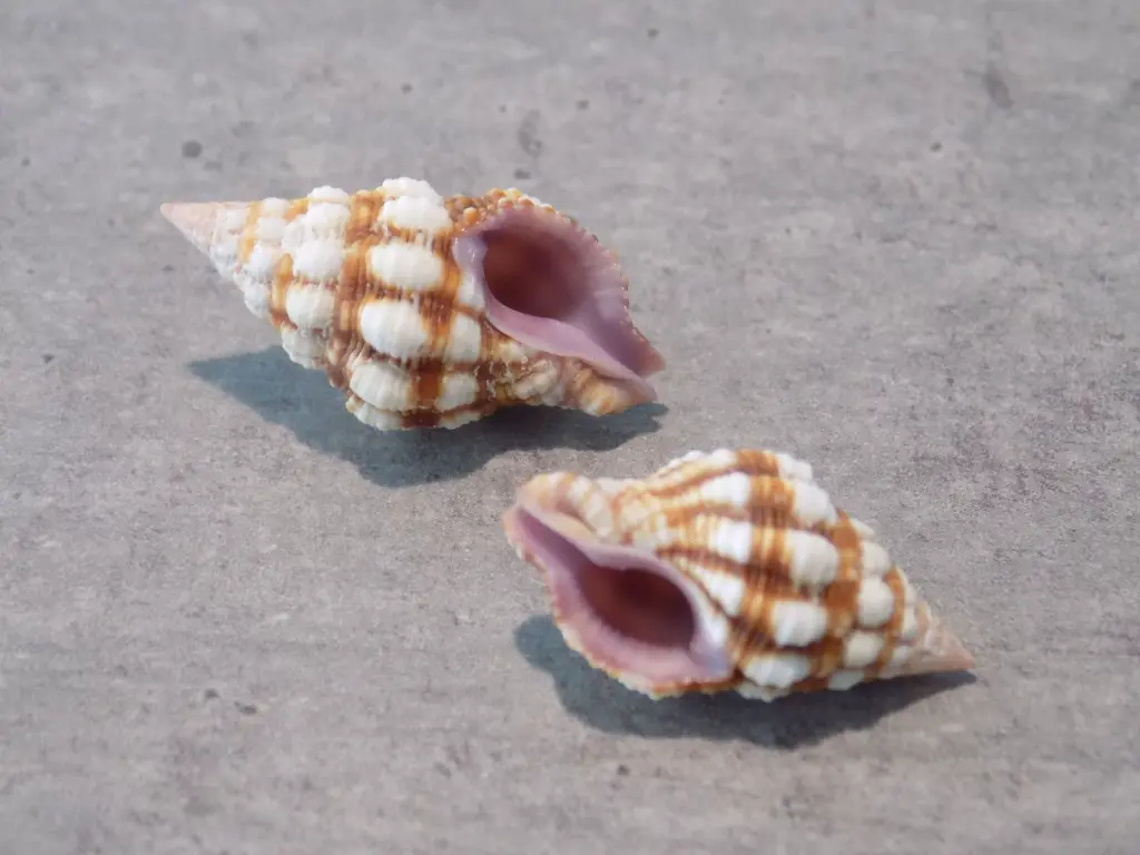 DSCN0717.webp