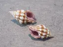 DSCN0717.webp