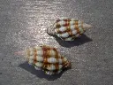 DSCN0718.webp