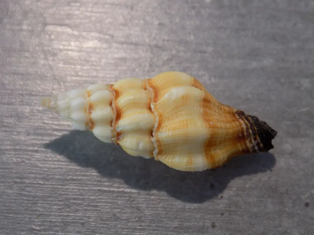 DSCN0714.webp