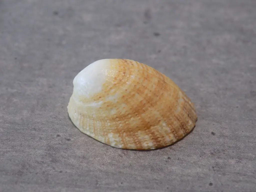 DSCN0735.webp