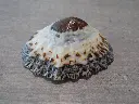 DSCN0744.webp