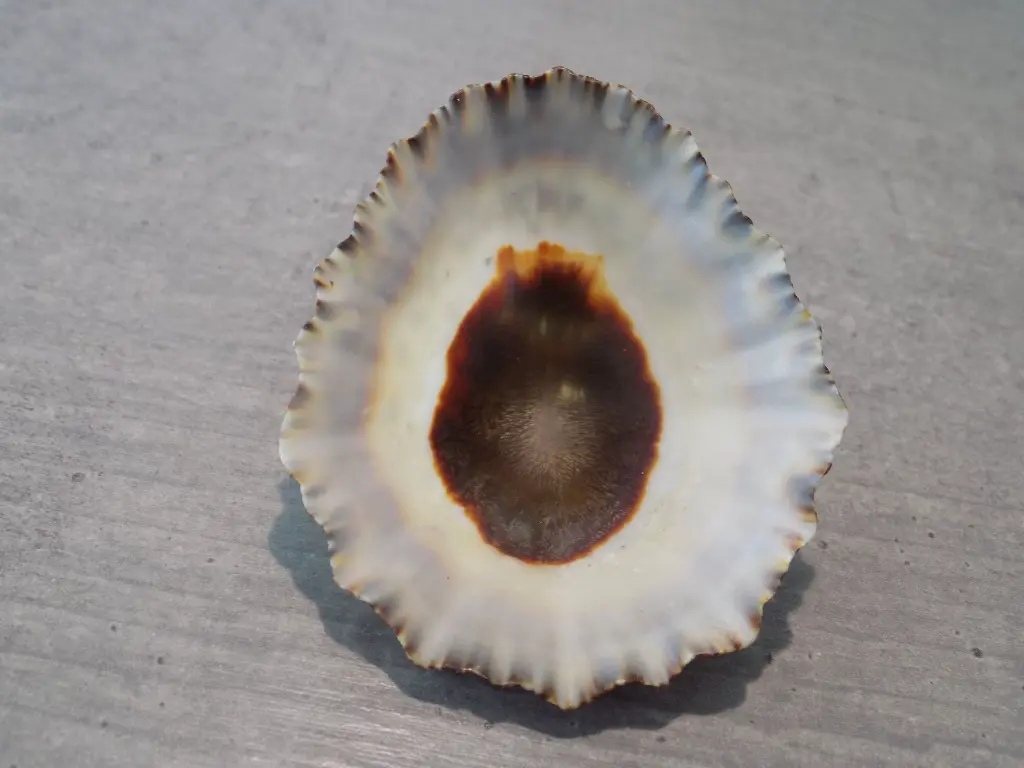 DSCN0745.webp