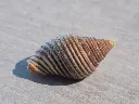 DSCN0765.webp