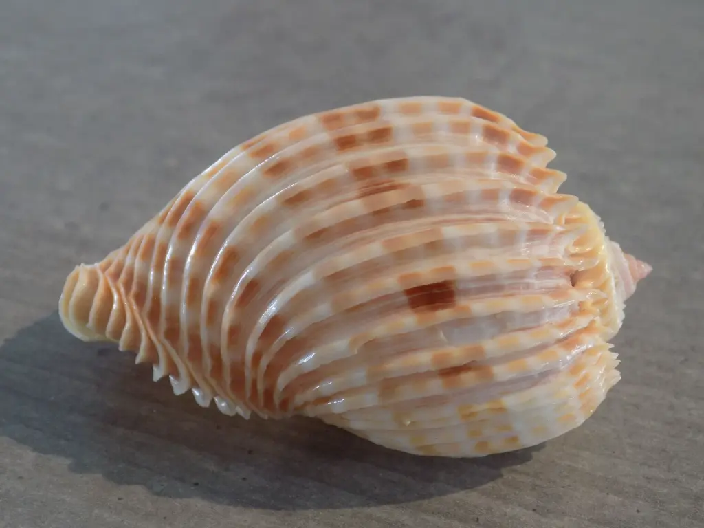 DSCN0778.webp