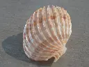 DSCN0780.webp