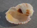DSCN0781.webp
